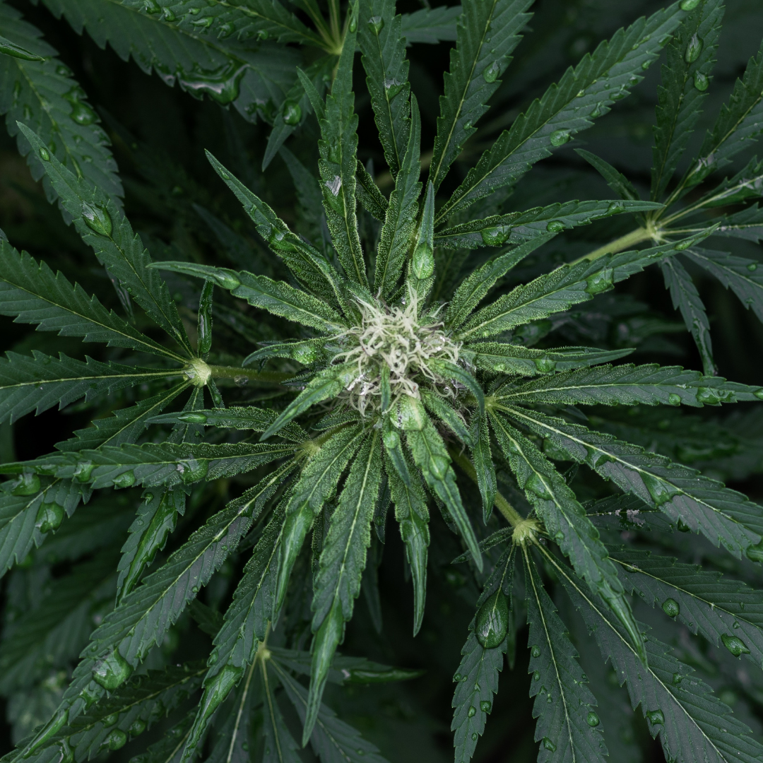 Nano Extract